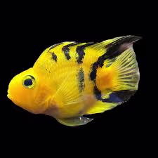 Tiger Yellow Parrot